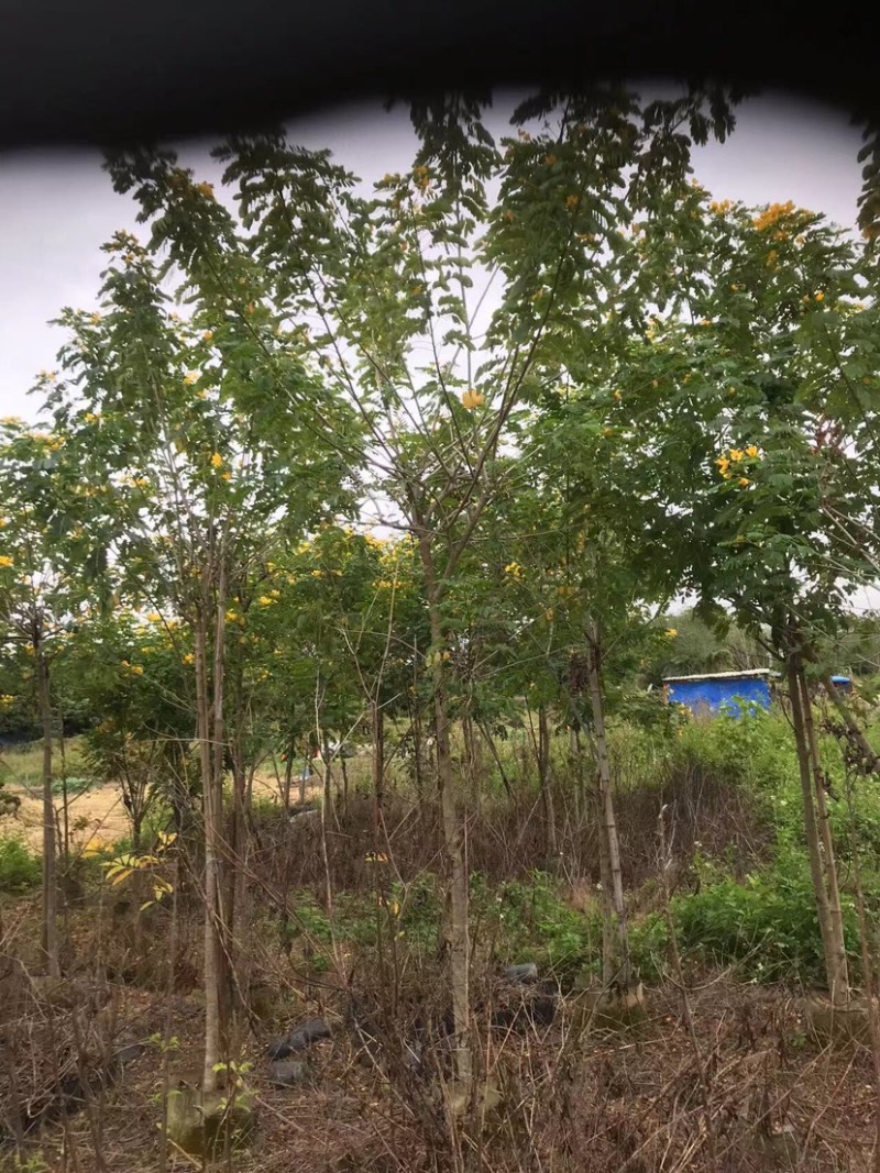 全冠/骨架黄花槐4～6公分基地直销规格齐全欢迎来电