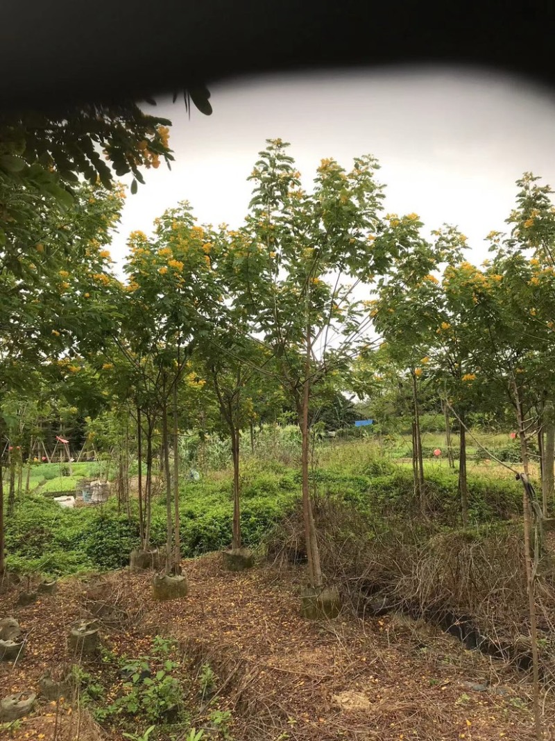 全冠/骨架黄花槐4～6公分基地直销规格齐全欢迎来电