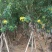 全冠/骨架黄花槐4～6公分基地直销规格齐全欢迎来电