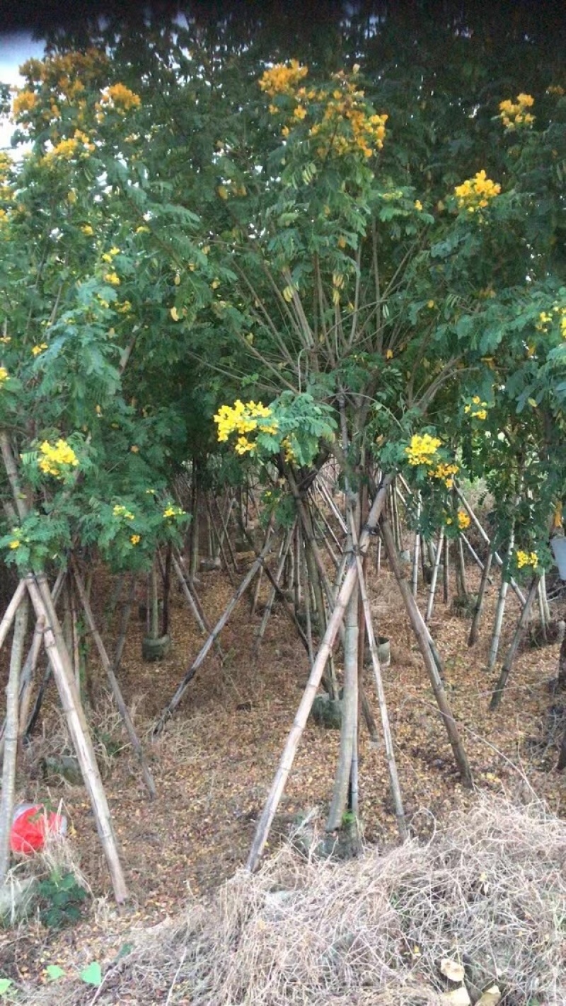 全冠/骨架黄花槐4～6公分基地直销规格齐全欢迎来电