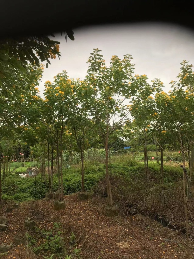 全冠/骨架黄花槐4～6公分基地直销规格齐全欢迎来电