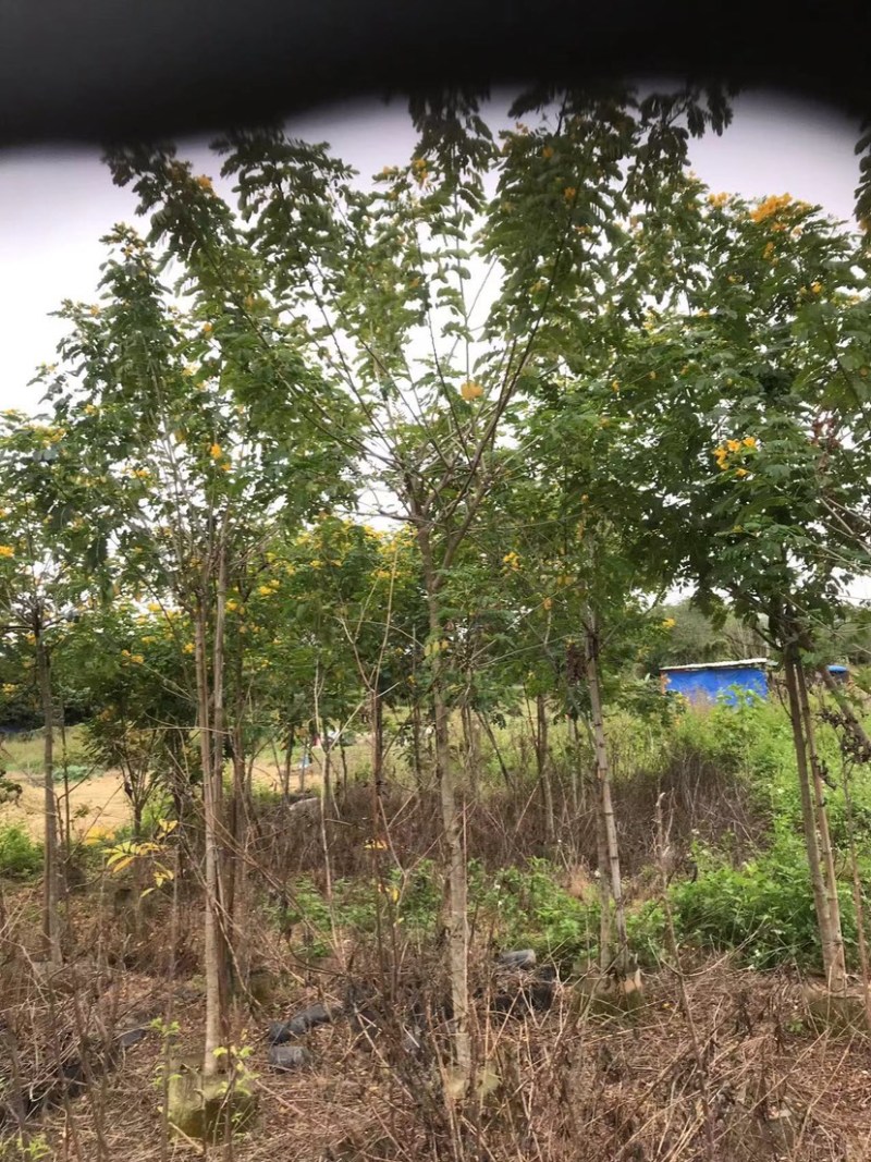 全冠/骨架黄花槐4～6公分基地直销规格齐全欢迎来电