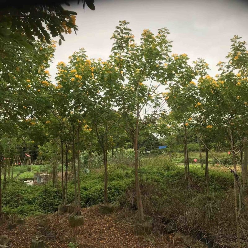 全冠/骨架黄花槐4～6公分基地直销规格齐全欢迎来电