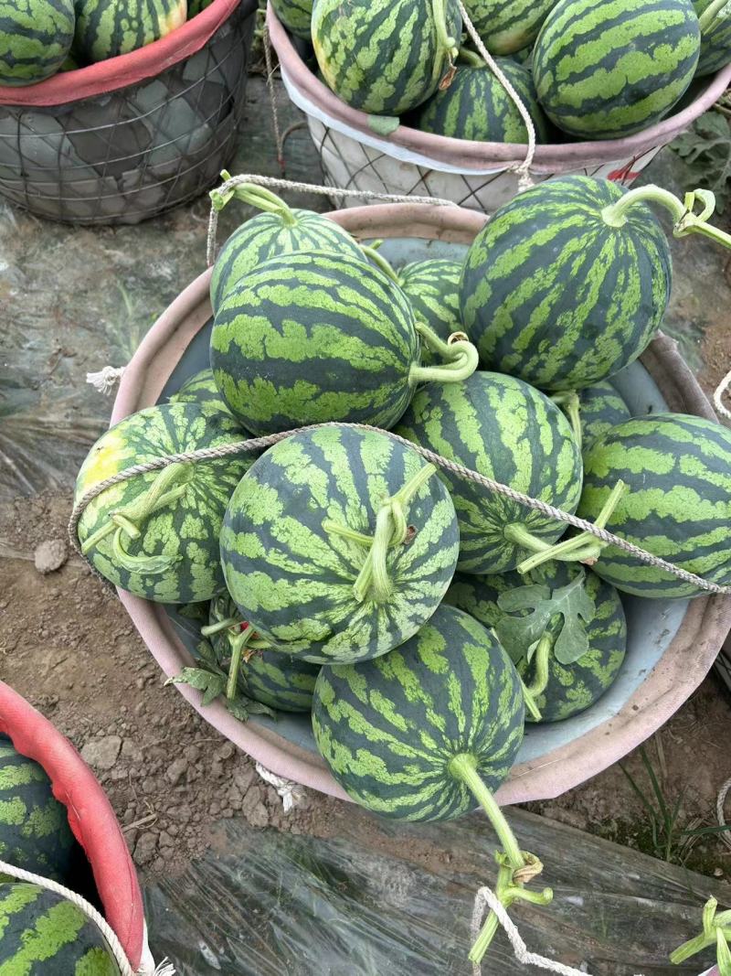 大棚种植麒麟西瓜甜瓜，味美多汁口感好，量大从优。