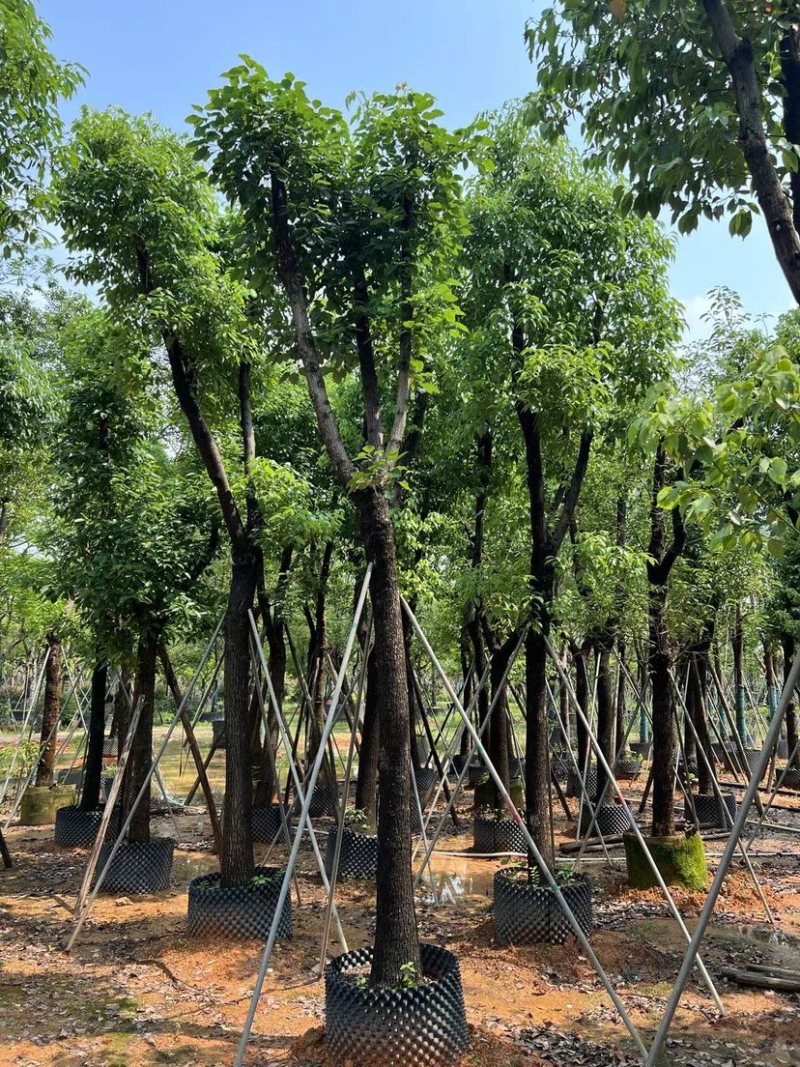 骨架香樟15～60公分基地直销规格齐全欢迎老板来电