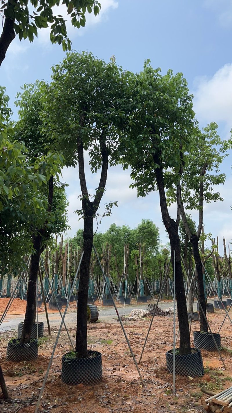骨架香樟15～60公分基地直销规格齐全欢迎老板来电