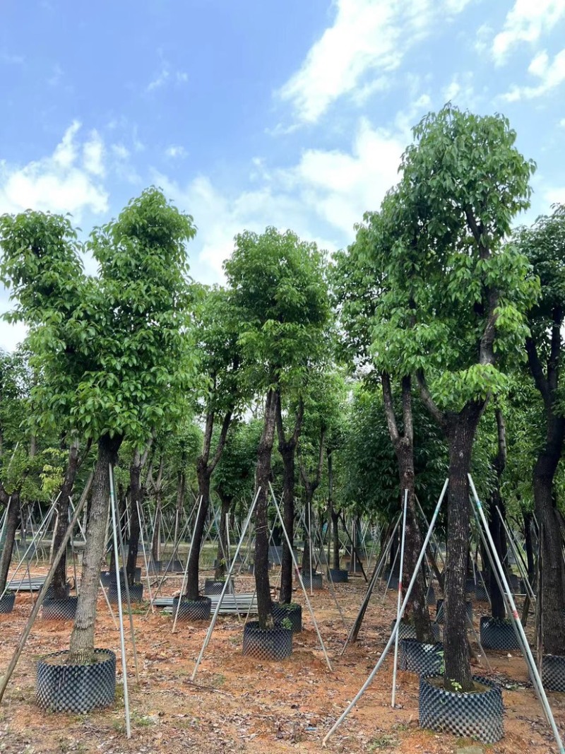 骨架香樟15～60公分基地直销规格齐全欢迎老板来电