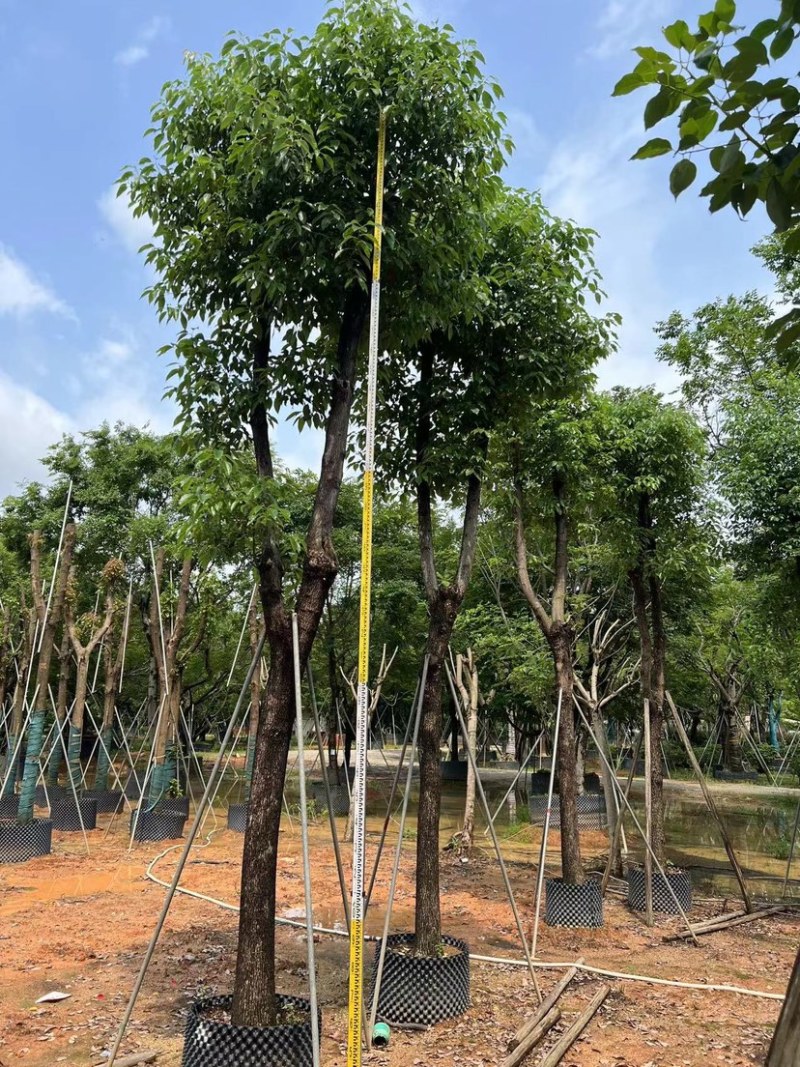 骨架香樟15～60公分基地直销规格齐全欢迎老板来电