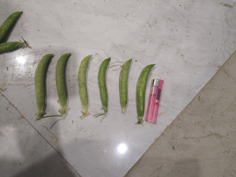 豌豆中豌11号