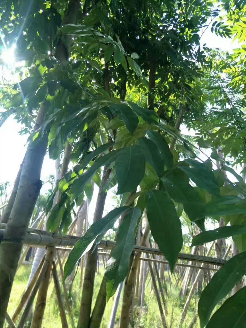 仪花10～25公分基地直销规格齐全欢迎老板来电咨询
