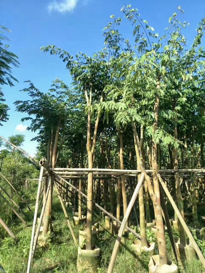 仪花10～25公分基地直销规格齐全欢迎老板来电咨询