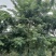 仪花10～25公分基地直销规格齐全欢迎老板来电咨询
