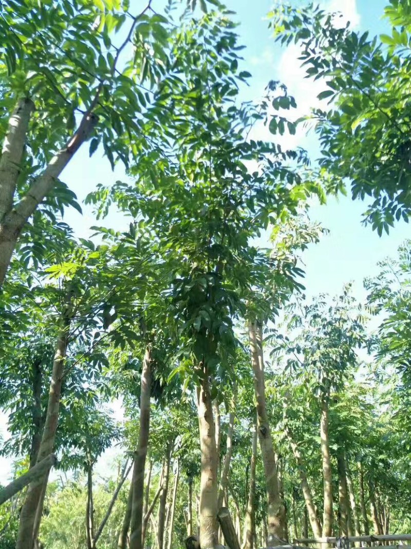 仪花10～25公分基地直销规格齐全欢迎老板来电咨询