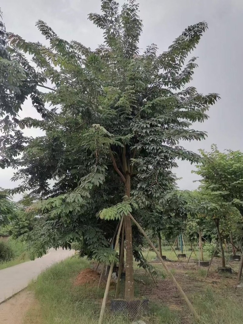 仪花10～25公分基地直销规格齐全欢迎老板来电咨询