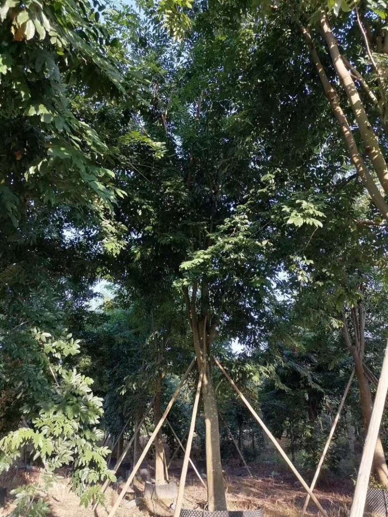 仪花10～25公分基地直销规格齐全欢迎老板来电咨询