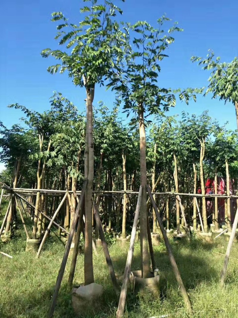仪花10～25公分基地直销规格齐全欢迎老板来电咨询