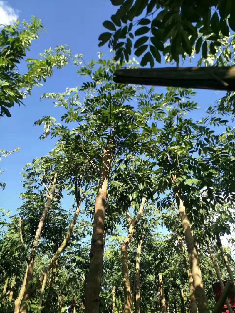 仪花10～25公分基地直销规格齐全欢迎老板来电咨询