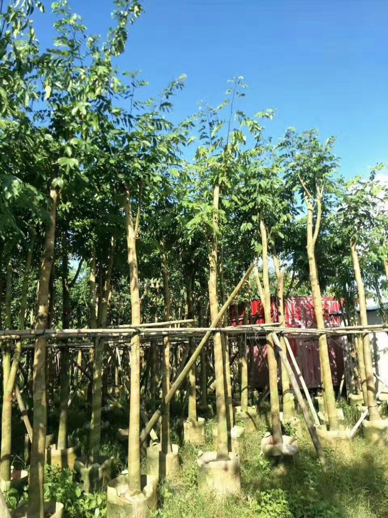 仪花10～25公分基地直销规格齐全欢迎老板来电咨询