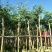 仪花10～25公分基地直销规格齐全欢迎老板来电咨询