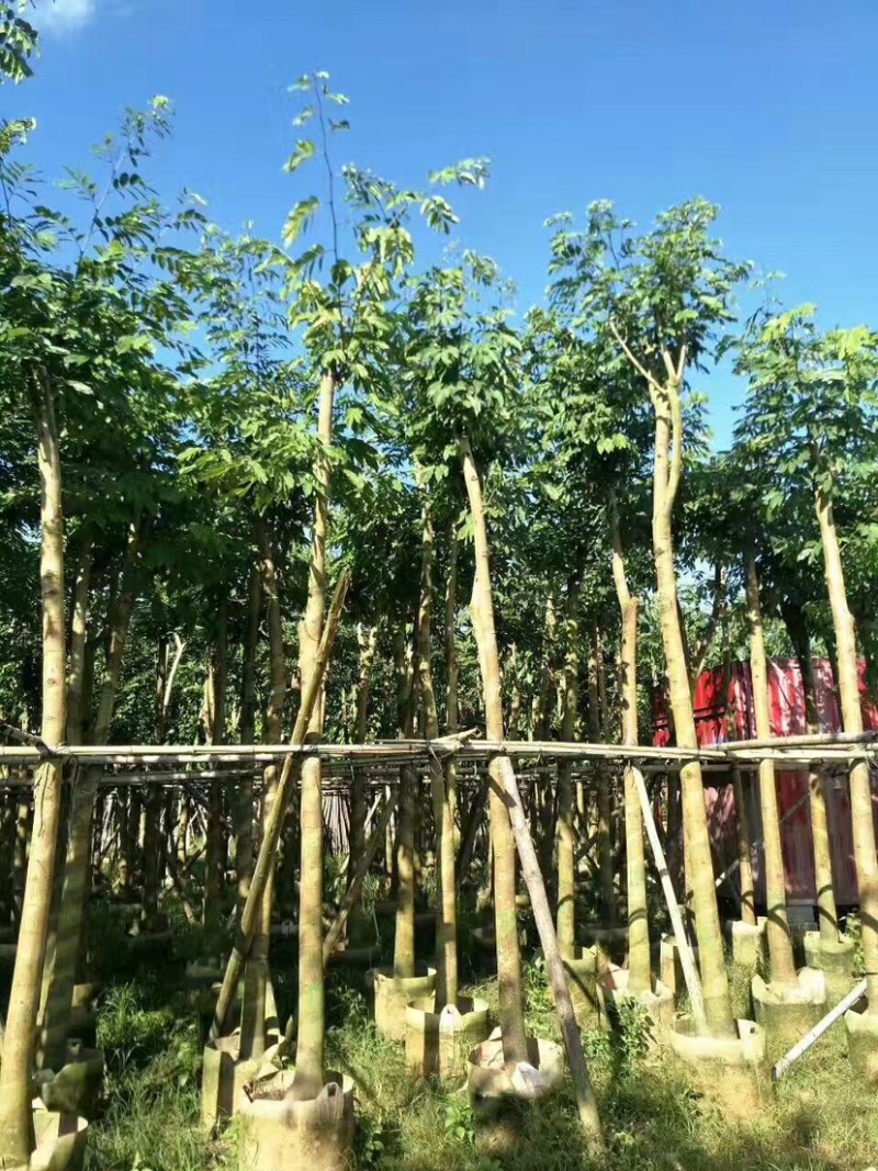 仪花10～25公分基地直销规格齐全欢迎老板来电咨询