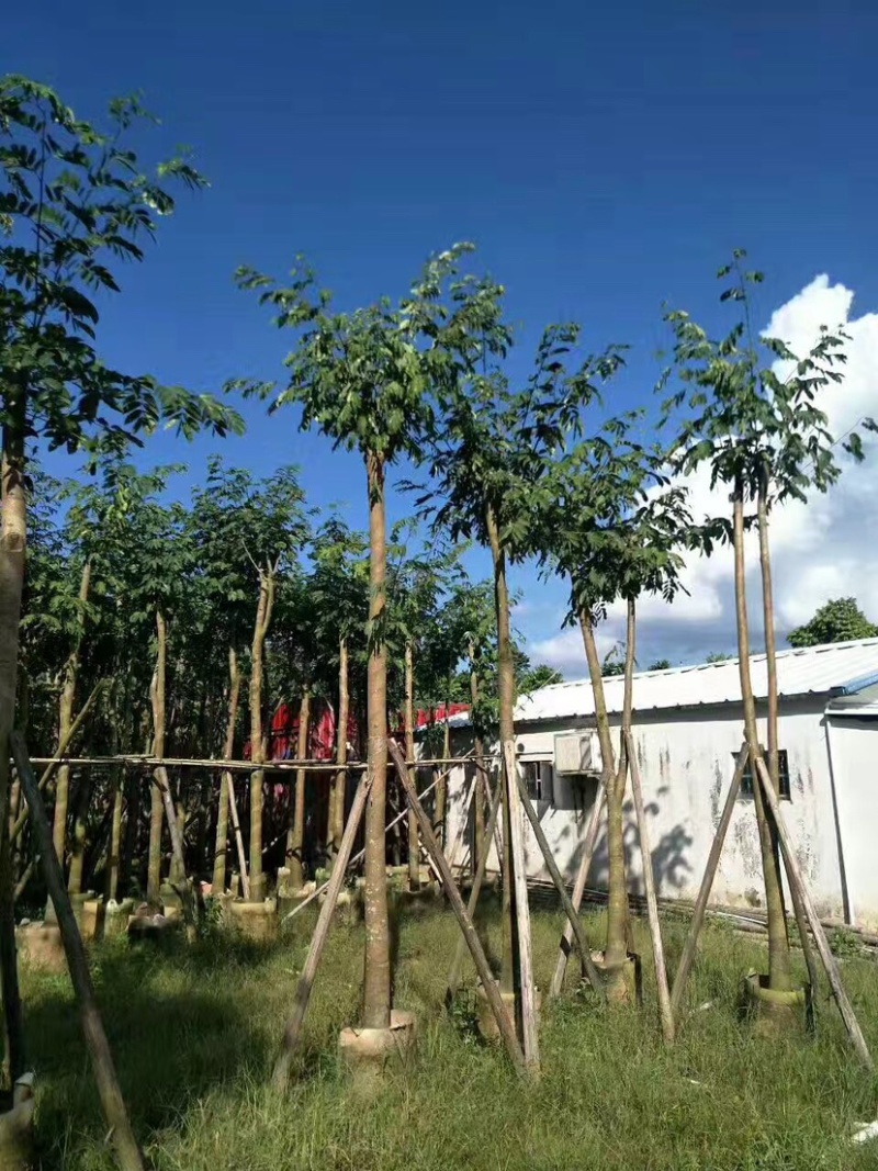 仪花10～25公分基地直销规格齐全欢迎老板来电咨询