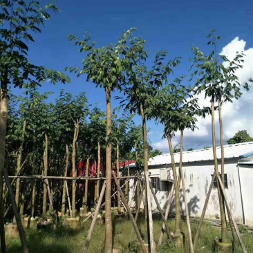 仪花10～25公分基地直销规格齐全欢迎老板来电咨询