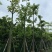 美丽异木棉15～20公分基地直销规格齐全欢迎老板来电