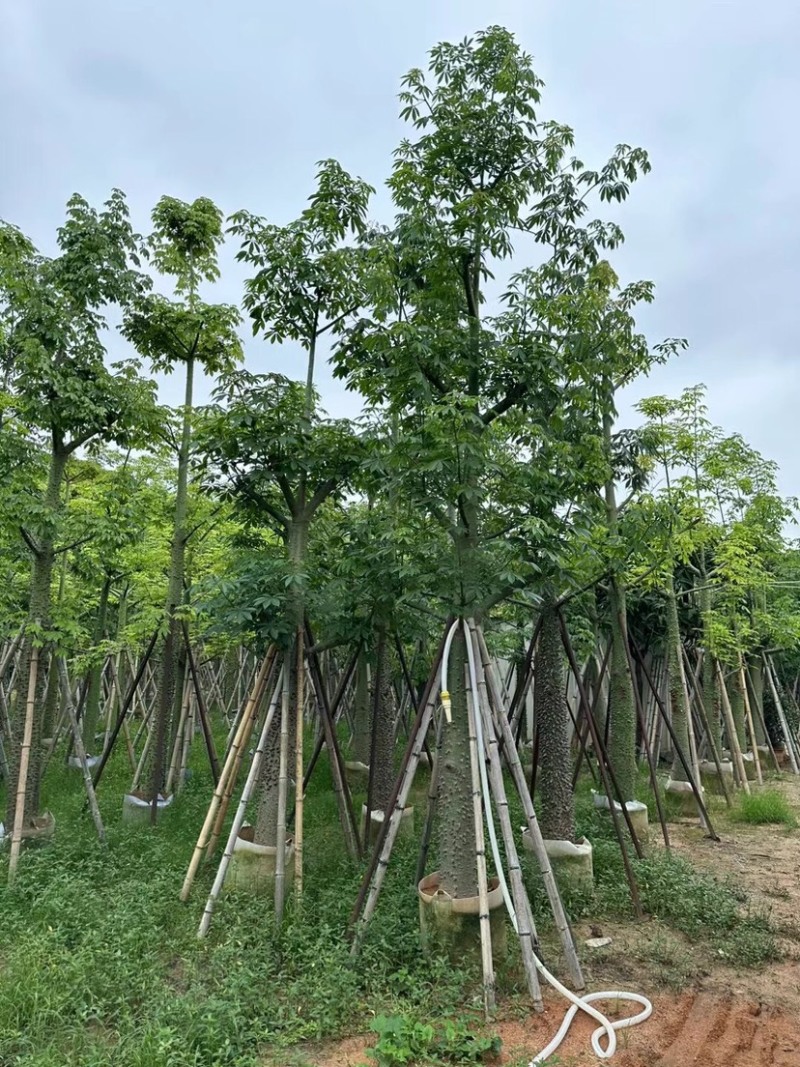 美丽异木棉15～20公分基地直销规格齐全欢迎老板来电