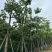 美丽异木棉15～20公分基地直销规格齐全欢迎老板来电