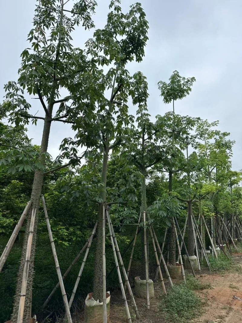 美丽异木棉15～20公分基地直销规格齐全欢迎老板来电