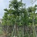 美丽异木棉15～20公分基地直销规格齐全欢迎老板来电