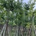 美丽异木棉15～20公分基地直销规格齐全欢迎老板来电