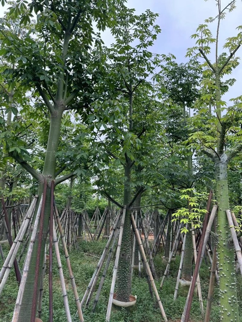 美丽异木棉15～20公分基地直销规格齐全欢迎老板来电