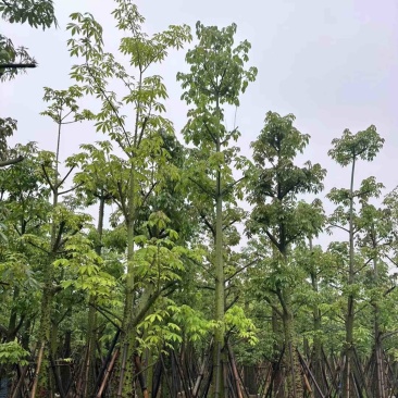 美丽异木棉15～20公分基地直销规格齐全欢迎老板来电