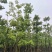 美丽异木棉15～20公分基地直销规格齐全欢迎老板来电