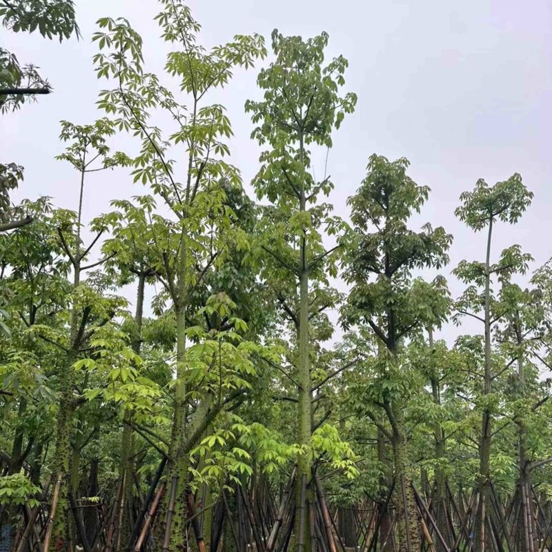 美丽异木棉15～20公分基地直销规格齐全欢迎老板来电