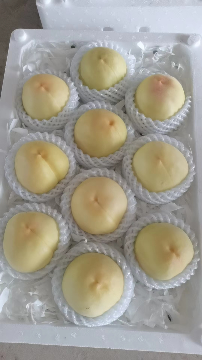 白凤水蜜桃河北桃子大量上市货源充足量大从优现摘