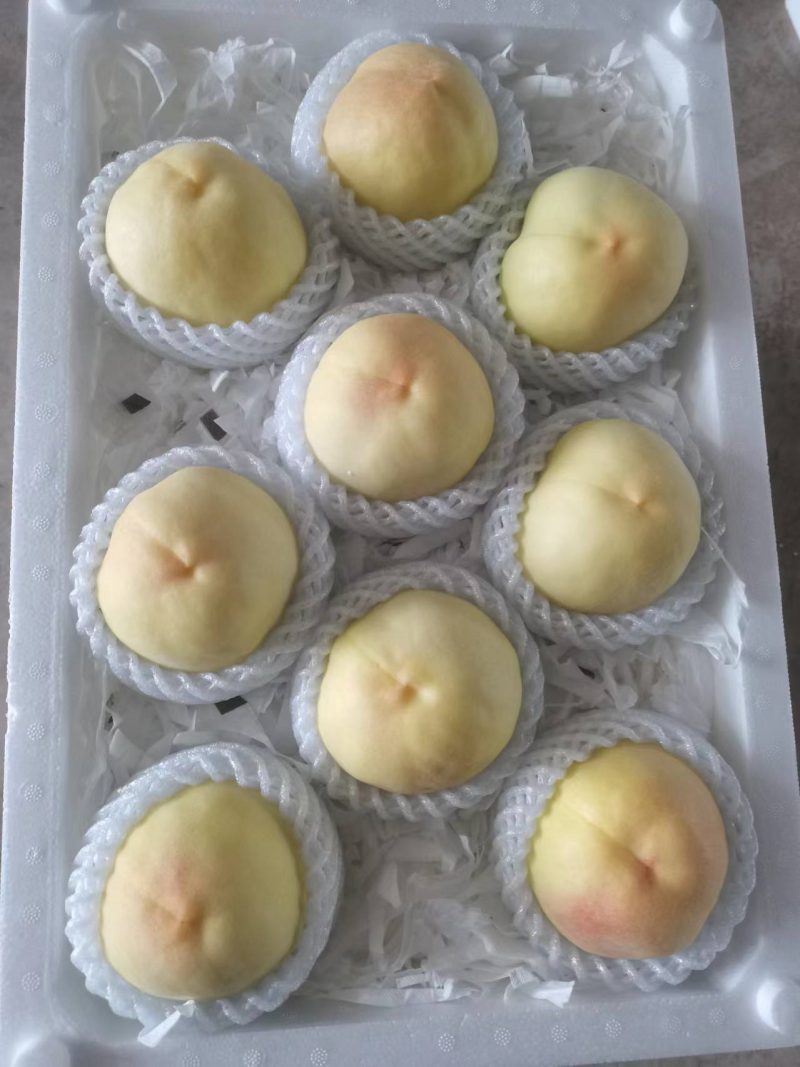 白凤水蜜桃河北桃子大量上市货源充足量大从优现摘
