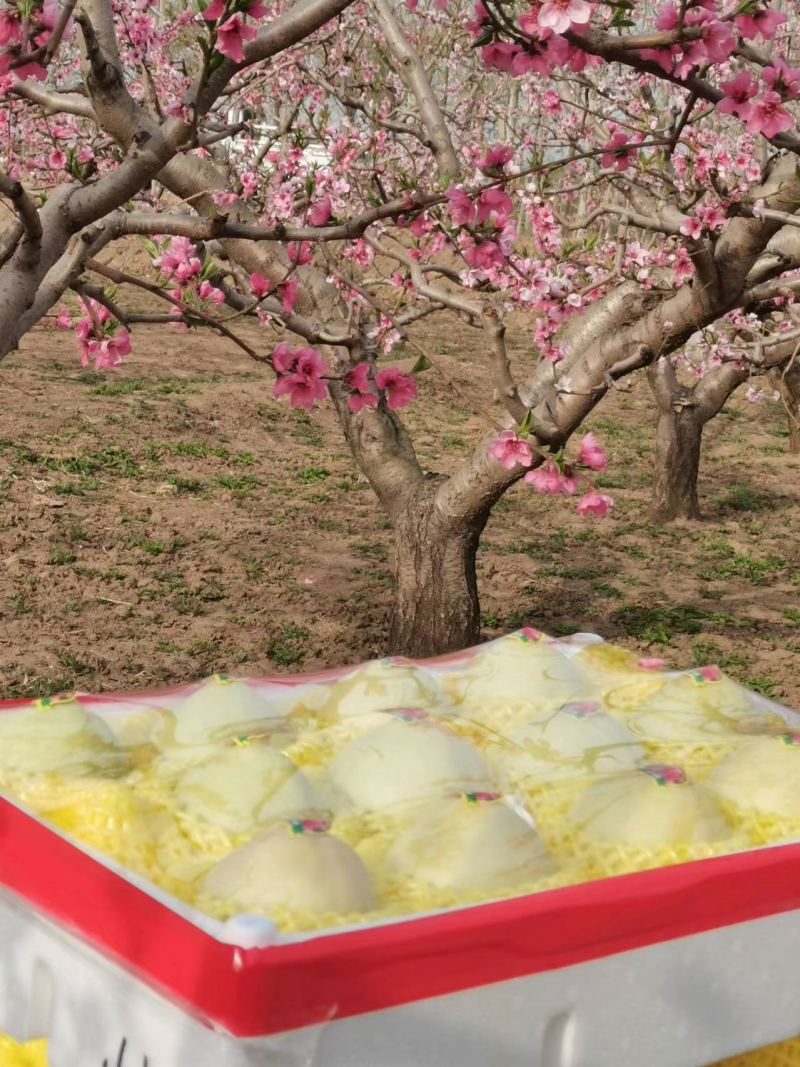 白凤水蜜桃河北桃子大量上市货源充足量大从优现摘