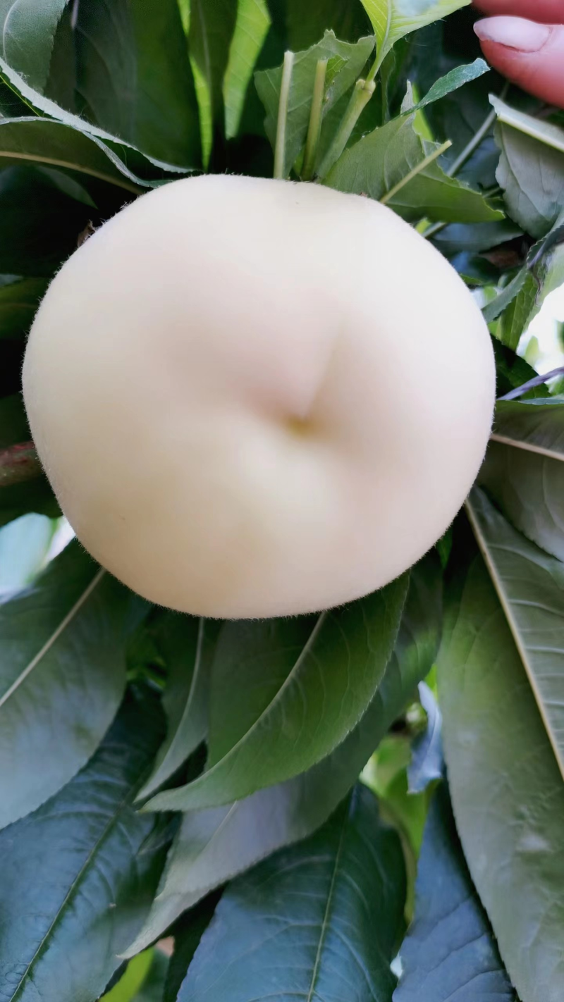 白凤水蜜桃河北桃子大量上市货源充足量大从优现摘