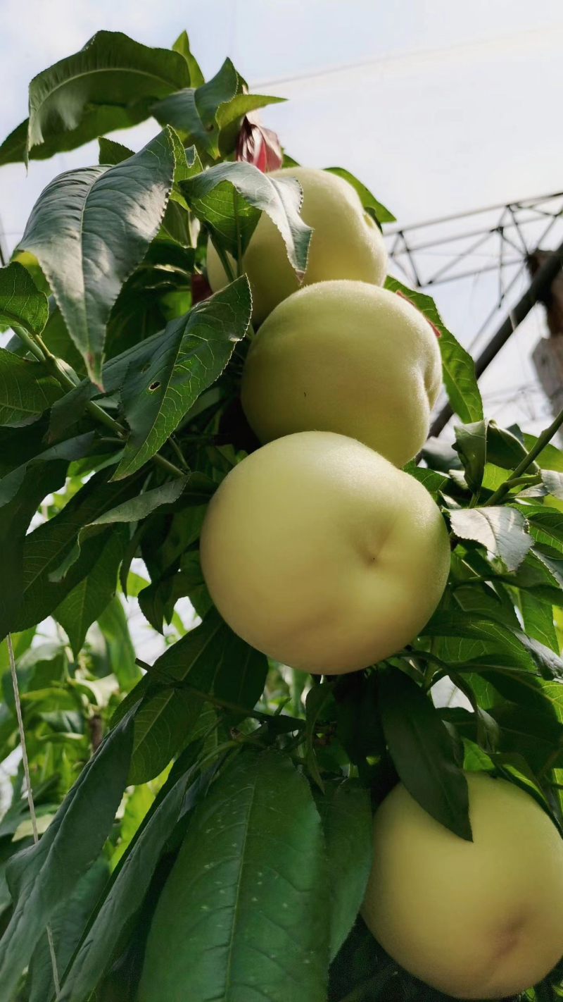 白凤水蜜桃河北桃子大量上市货源充足量大从优现摘