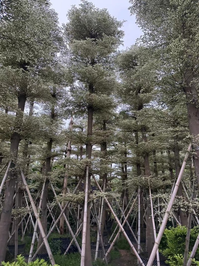 刮冠锦叶榄仁树15～20公分基地直销规格齐全欢迎来电