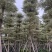 刮冠锦叶榄仁树15～20公分基地直销规格齐全欢迎来电