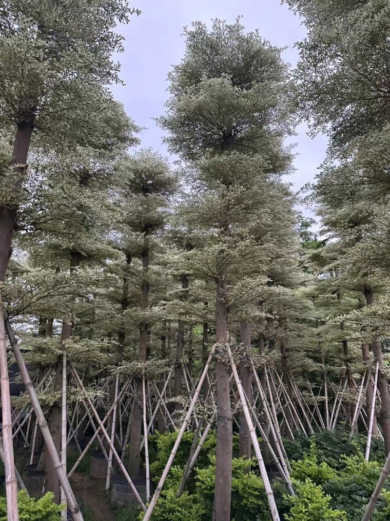 刮冠锦叶榄仁树15～20公分基地直销规格齐全欢迎来电