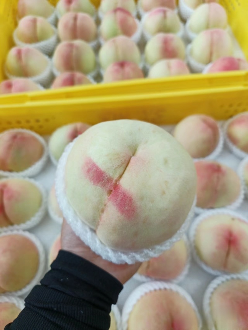 白凤水蜜桃河北桃子大量上市货源充足量大从优现摘