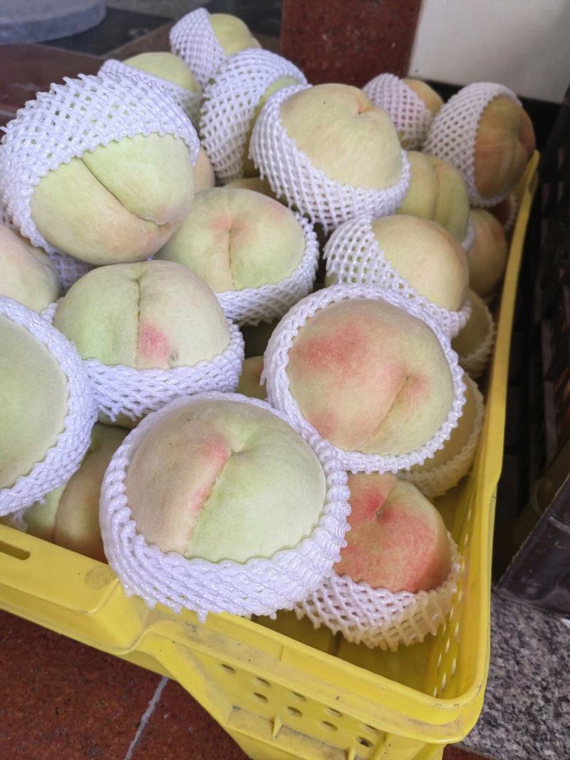 白凤水蜜桃河北桃子大量上市货源充足量大从优现摘