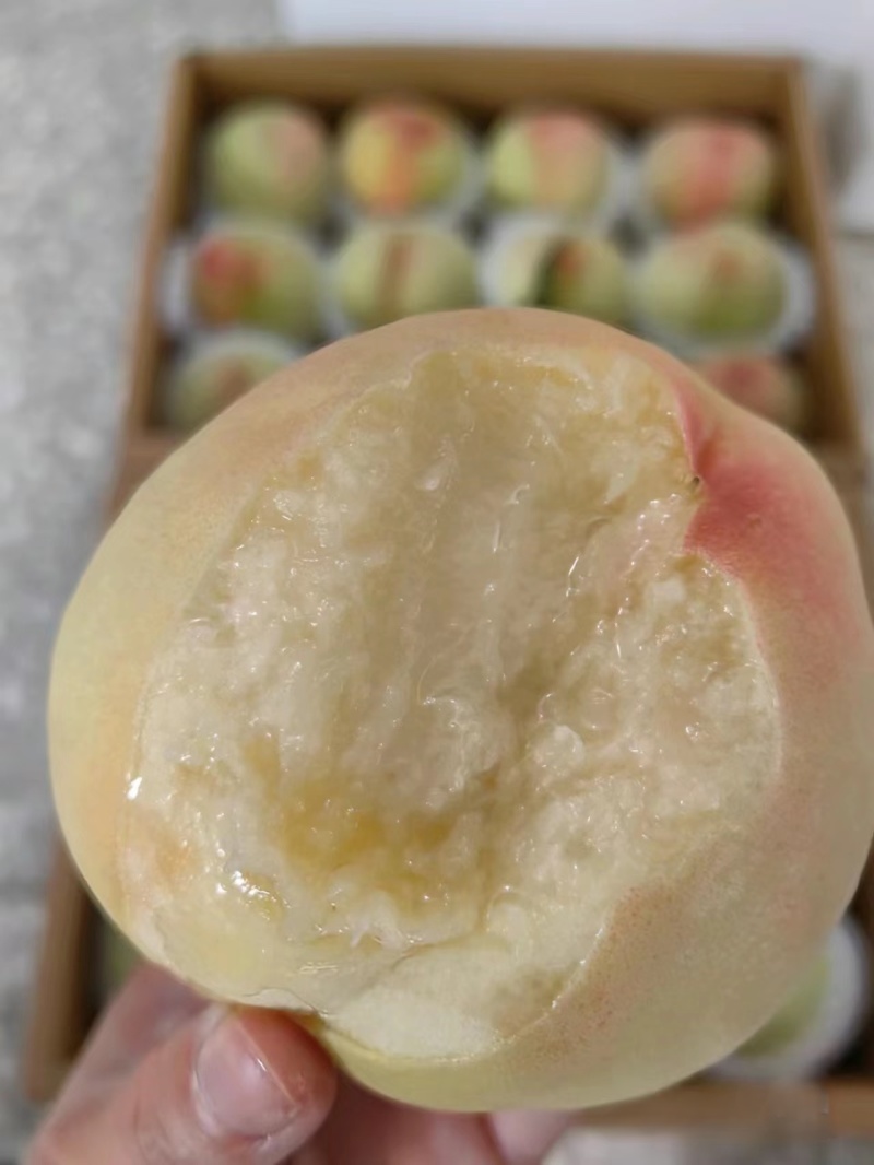 白凤水蜜桃河北桃子大量上市货源充足量大从优现摘