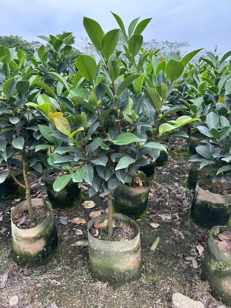 四季茶花80至2米基地直销规格齐全欢迎老板来电咨询