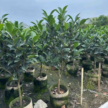 四季茶花80至2米基地直销规格齐全欢迎老板来电咨询