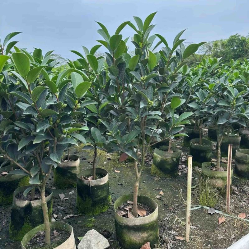 四季茶花80至2米基地直销规格齐全欢迎老板来电咨询